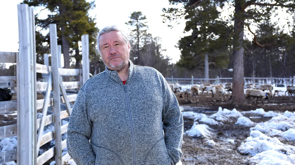 Per-Erik Stenberg, Laevas sameby, stödutfodrar sina renar för fjärde året på raken. "Det blir fruktansvärt dyrt", säger han. 