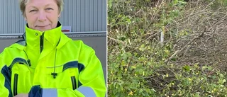Kommunen sågade ner privat häck – vill inte ersätta boende: "Vi har klampat in på annans mark"