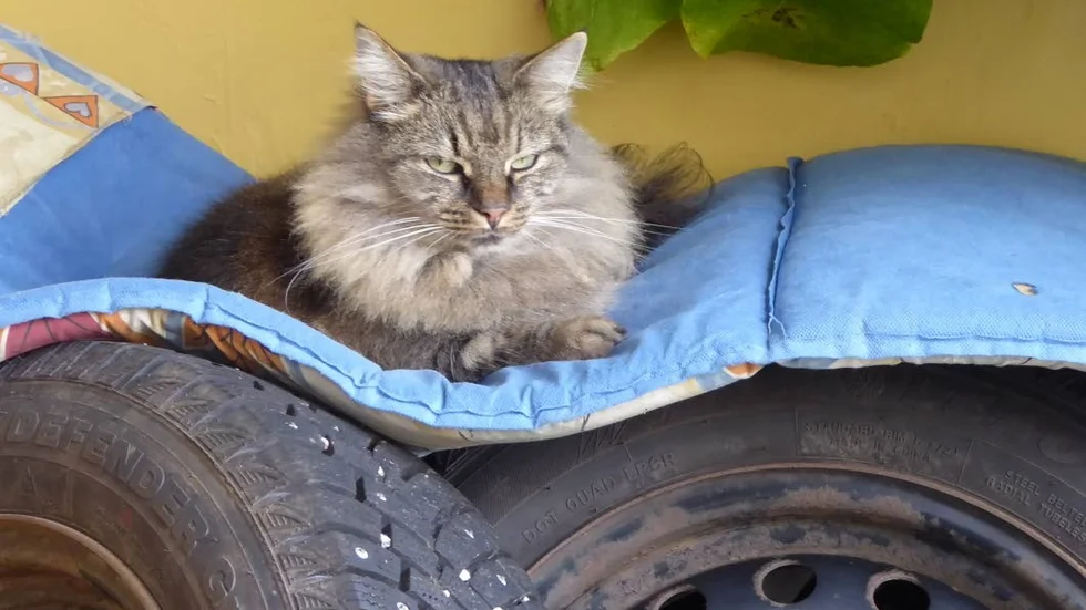 Katten vaktar. Vinterhjulen som snart ska på.