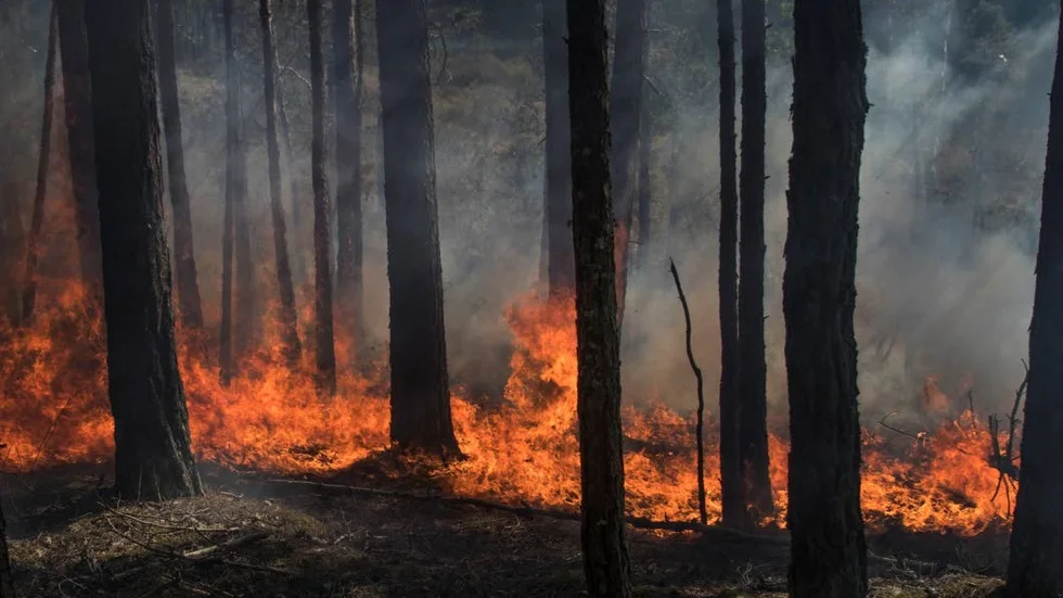 Risken för brand i skog och mark är stor. Men ännu råder inte eldningsförbud i länet.