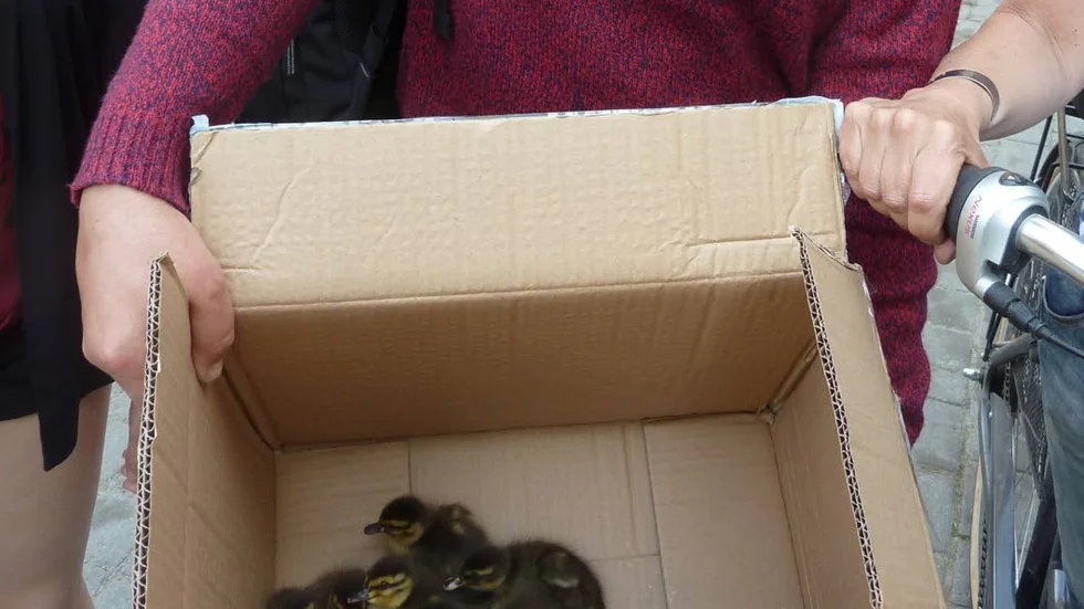 I tryggt förvar. Här ses ett par av de elva andungarna i tryggt förvar i kartongen.
