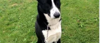 Äventyrlig hund har hittats igen