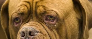 Blandras är populärast hos en halv miljon hundägare