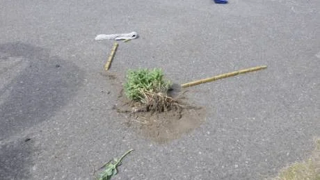 Flera växter har ryckts upp med rötterna och slängts omkring.