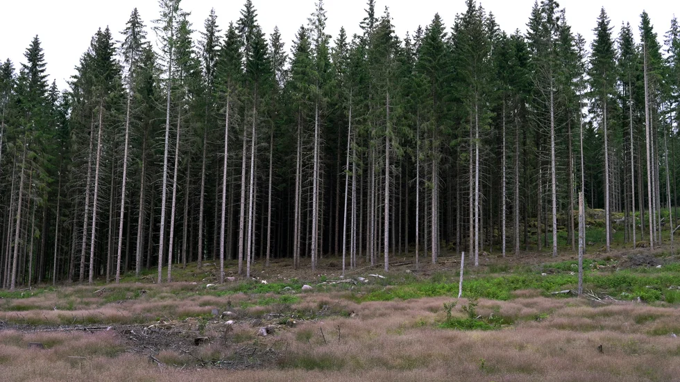 Svenskt skogsbruk värnar viktiga naturvärden samtidigt som det skapar många jobb på landsbygden och i industrin.
