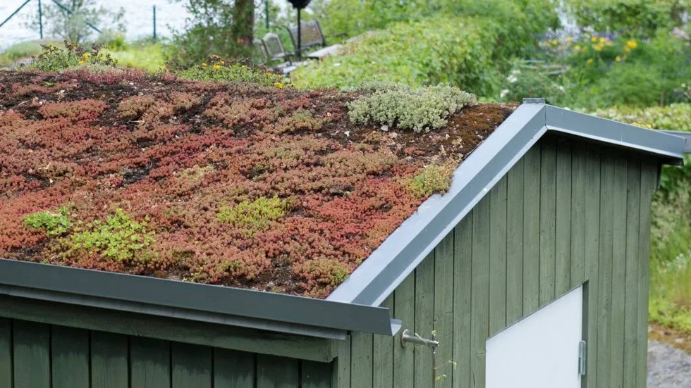 Sedumtaket blommar under hela säsongen och bidrar på det sättet till den biologiska mångfalden.