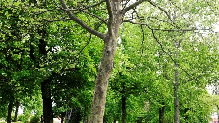 Platan. Plataner växer på många platser i centrum – vid Resecentrum, på Fiskaretorget och i Stadsparken.