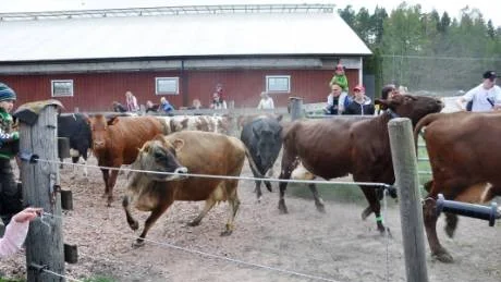 När grinden öppnats var det en del kor som fick bråttom ut till gräset.