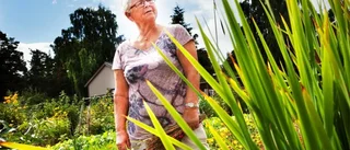 Få insekter i sommar