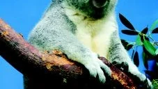 Flyger hem. Koalorna Teddy och Freddy är på besök i Sverige, de flyger hem igen efter höstlovet. Foto: Jack Mikrut/Pressens Bild