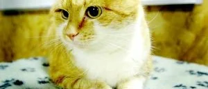 Även en katt  behöver trygghet
