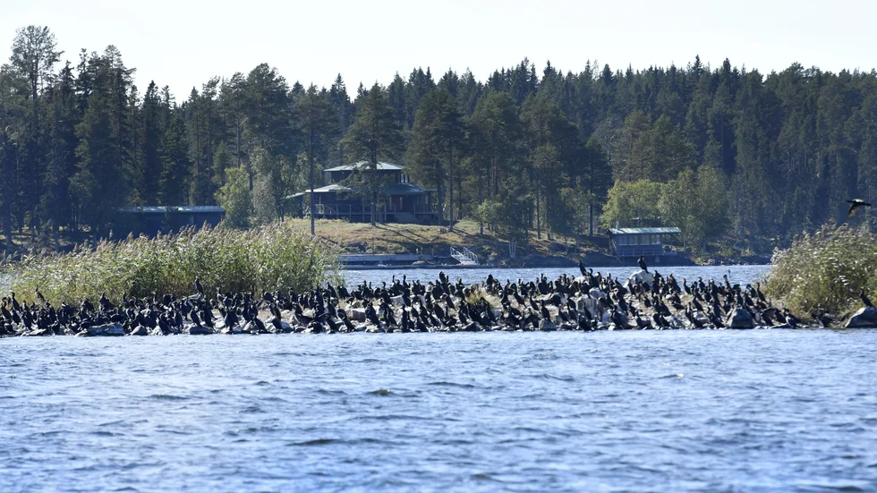 På två småöar i Edviken har hundratals skarvar slagit sig ner i flera års tid. Enligt boende i området har antalet ökat år för år. Skarvarna kommer i augusti och stannar i drygt en månad innan de drar vidare.