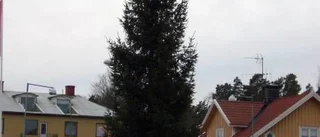 Granen i centrum