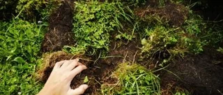 Vildsvinen förstör deras gräsmatta