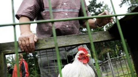Ingemar Andersson var värd när Kalmar Läns Rasfjäderfäförening träffades i helgen. En förening som ser ljust på framtiden. Foto: Lisa Olaison