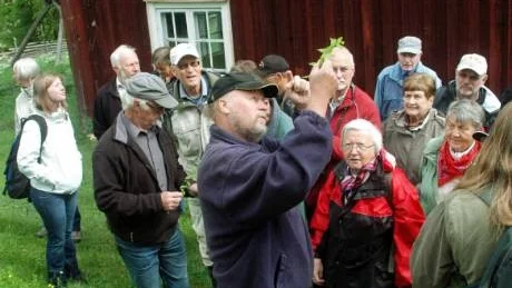 Guiden Roger Karlsson berättar här om en växt som finns på Magnusgården i Borsnäs för ett antal besökare.