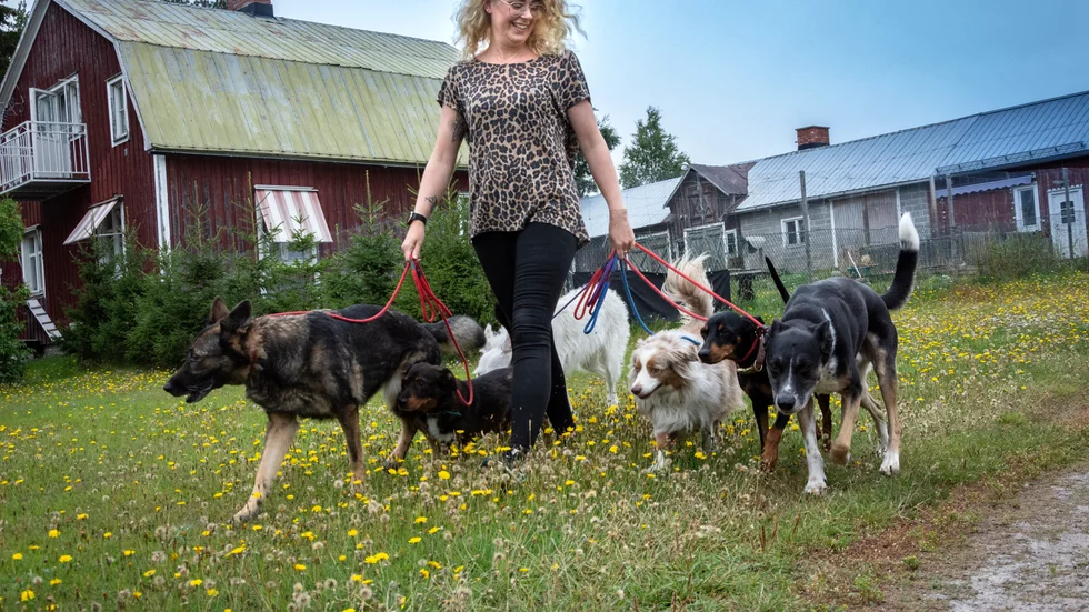 Linnea Holmgren tillsammans med schäfern Hedda, blandrasen Benny, vita podencon Ida, miniature Australian shepherden Allan, mellanpinchern Nova och blandrasen Lewis, flocken på Dogs of Hope.