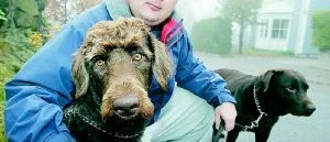 Labradoodle - det bästa