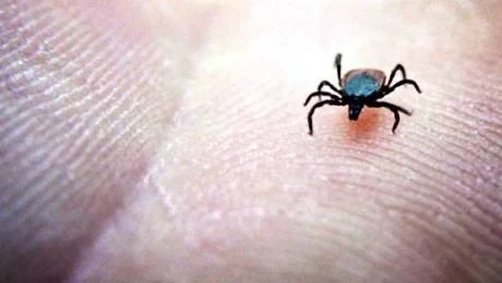 På hälsocentralerna i Västerviks kommun är fästingvaccinet så gott som slut.Arkivbild: Illka Ranta