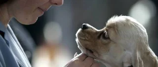 Hunden höjer goda hormoner
