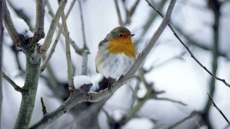 Rödhaken hör till de allra tidigaste vårfåglarna. De kan komma ännu medan snön ligger kvar. Foto: Thorsten Jansson