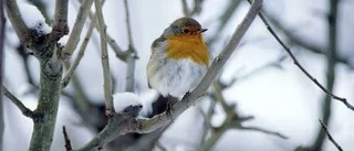 Den femte årstiden - mellan vinter och vår