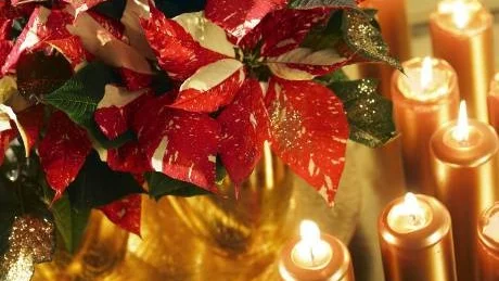 Klassisk julstämning ger våra odlade små stjärnor.Foto: Blomsterfrämjandet