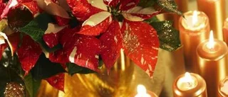 Vilda stjärnor till jul