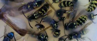 Nu flyttar insekterna in