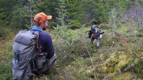 GNAGARÅR. Om smågnagarstammarna överlever våren kommer skogsfågel och ripa sannolikt att öka i år. Det ger en bättre jakthöst med mer ungfågel, som denna välväxta unga orrtupp.