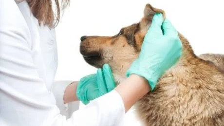 VÄLJ NOGA. Somliga försäkringar täcker bara ett visst antal veterinärbesök per år.