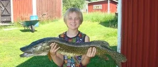 Nya stora abborrar
