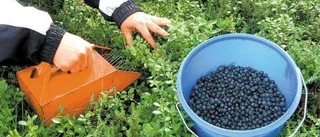 Bärföretag i konkurs efter skattetvist