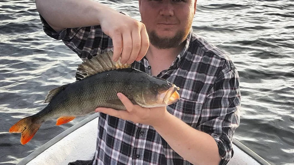 Storabborre. Den högg när Håkan Öberg, Älvsbyn, fiskade med en jibb i Muskus. fisken vägde 1 150 gram.