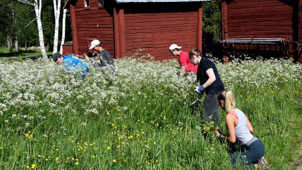 Ferieungdomar. Här har Filip Hurtig, Amanda Andersson Strand, Minny Norman, Samuel Källgren, Luca Mammana och Gustav Garvare full sjå med att plocka blommor.