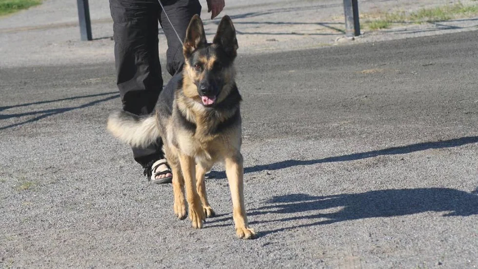 Påkörd. Hunden Cirka skulle fylla tio år när hon blev påkörd av en bilist som smet från platsen.