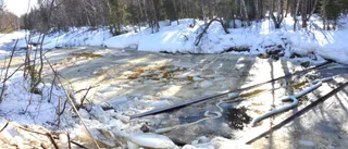 Webb-tv: "Fisken smakar diesel"