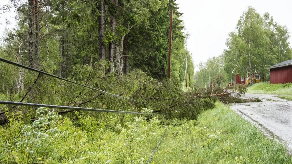 Telekabel. Här har en stor tall fallit över en telefonkabel ute på Granön.
