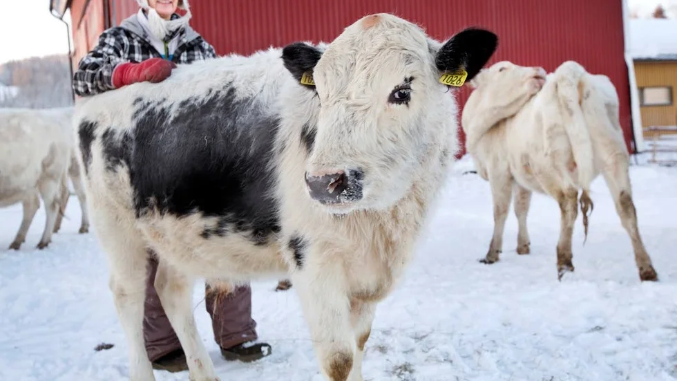 Sällskapliga. Korna är sociala och tycker om att bli kliade på ryggen.