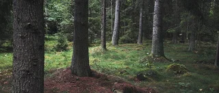 Rätt till egen mark