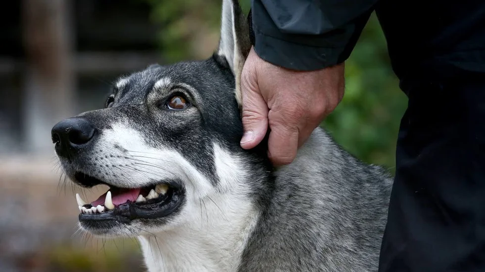 Nu åtalas en man som sålt elhalsband för hundar men inte levererat produkterna, av Haparanda tingsrätt. Hunden på bilden har inget med artikeln att göra.
