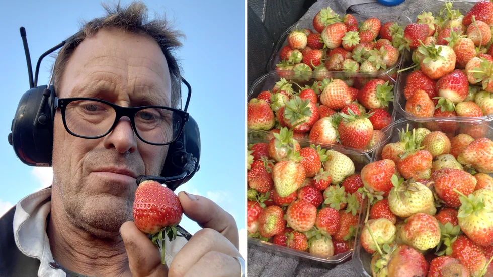 Frans Brozén skördar litervis med jordgubbar, en följd av milda nätter utan frost på Fårö.