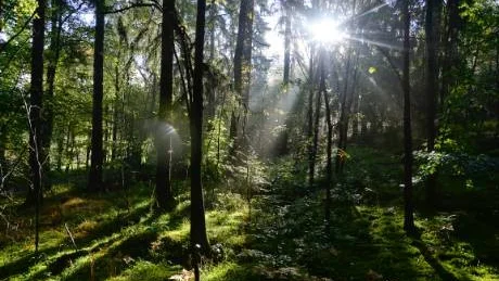 värdefullt. De flesta skogsägare är inte pessimistiska om skogens framtida värde.Foto: ANDERS WIKLUND/SCANPIX