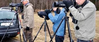 Storken på besök i Siknäs