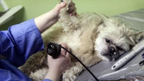 Shih-tzun Simba är en mycket foglig liten hundkund.
