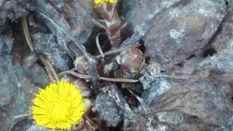 Tussilago. Under en cykeltur i veckan - bara var dom där vårens blomma nummer ett efter majblomman. Å jag minns min barndom då jag fick följa mormor för att plocka denna tidiga vårört. Avkok från blomman användes mot hosta
