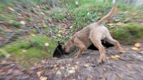 Är där någon grävling hemma? Borderterriern Emir trivs med att undersöka grytens gångar. Men han kan annat också, Emir tränas även som eftersökshund.