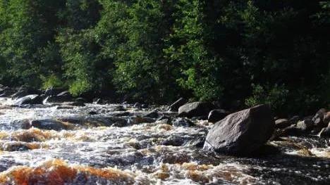 Det myckna regnandet tidigare i sommar, har gjort att det ännu brusar i vattendragen.