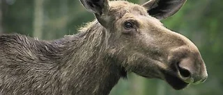 Minst älgbetesskador i Piteå kommun