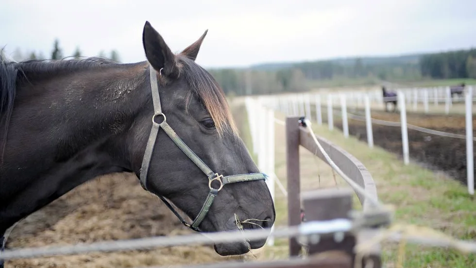 Ytor. Hästarna hos Roger och Ingela Nilsson i Låssbäcken har stora ytor att röra sig på.
